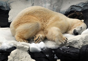 Белая медведица проплыла почти 700 километров в поисках льдины