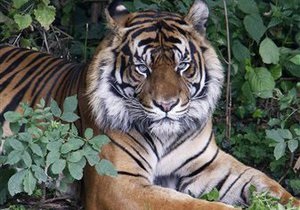 В России  амурские тигры гибнут от неизвестной болезни