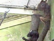 В московском зоопарке горит подвал обезьянника