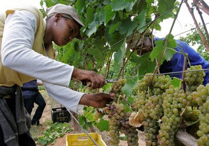 Новости винного мира: Владельцы виноделен в ЮАР не эксплуатируют своих работников