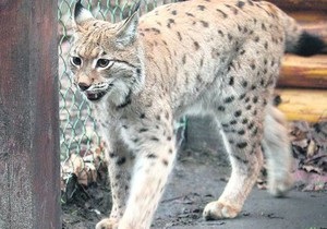 В киевском зоопарке карпатскую рысь перевели в новый вольер