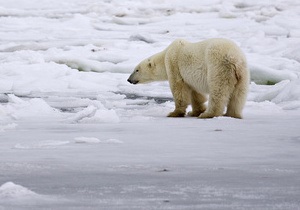 Белый медведь напал на станцию метеорологов на Чукотке
