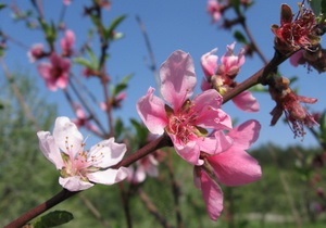 Прогноз погоды на 1 мая