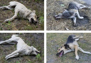 Я-Корреспондент: Массовое убийство собак в Днепровском районе Киева
