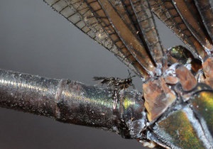 Новости науки - насекомые-паразиты: Паразитические осы научились объезжать стрекоз