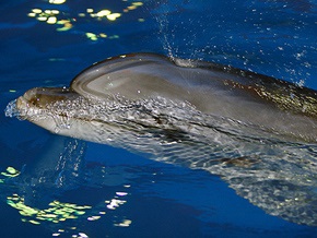 На выходных в Киеве откроется дельфинарий