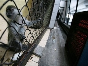 Экологи: Избиты свидетели  закулисных дел  Киевского зоопарка