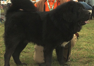 Китайский угольный магнат купил самого дорогого щенка в мире