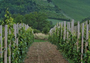 Пьемонт – родина самых знаменитых вин Италии