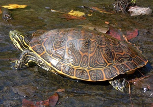 В австрийском зоопарке прожившие вместе 115 лет черепахи решили расстаться