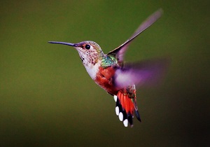 Ученые: у колибри полет задним ходом не увеличивает расход энергии