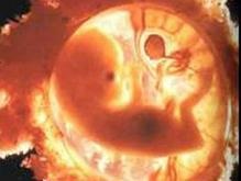 Американские ученые создали клонированные эмбрионы человека