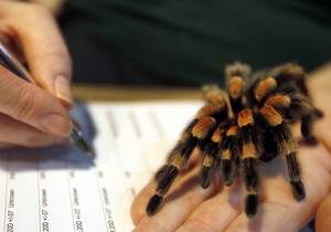 В Шотландии ищут дом выброшенному на помойку пауку-птицееду