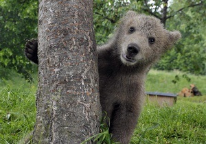 На Аляске медвежонок забрался в овощной отдел супермаркета