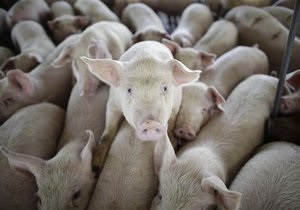 Минсельхоз РФ: Россия может потерять все поголовье свиней из-за чумы