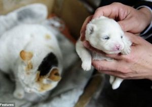 СМИ: В Китае кошка родила щенка