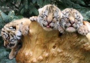 В Харьковском зоопарке родились три уссурийских тигренка