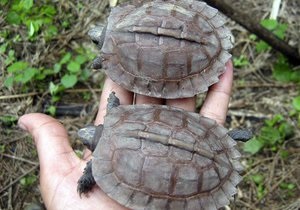 Россиянин попытался вывезти из Мексики 320 черепах, спрятав их в одежду