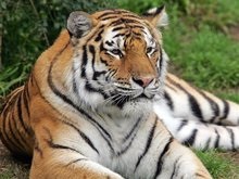 В Калифорнии сбежавший тигр убил одного и тяжело ранил двоих посетителей зоопарка