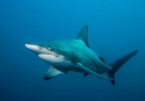 В Египте акула смертельно ранила туристку