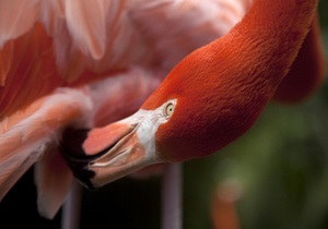 В Киевский зоопарк вместо уникальных фламинго завезли распространенных птиц