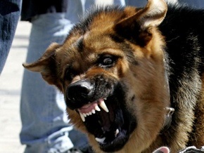 СМИ: Собаку, искусавшую киевскую девочку, усыплять не будут