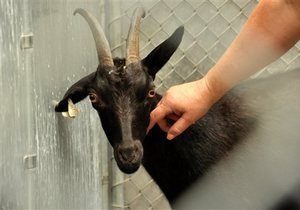Новости США - странные новости: В США сбежавшая с бойни коза устроила пробку на шоссе