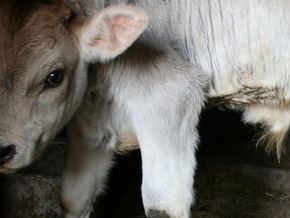 В Казахстане родился двухголовый теленок с тремя ушами