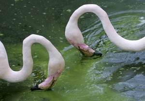 В Испании из-за грозы погибли 80 фламинго