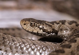 В Крыму четырехлетнего ребенка укусила степная гадюка