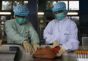 В столице Китая открыт штаб по предотвращению эпидемии птичьего гриппа