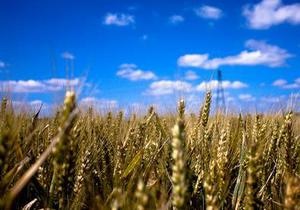 Эксперты прогнозируют дальнейший рост цен на пшеницу