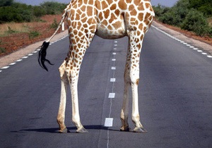 Фотогалерея: Прямо по курсу – жираф. Животные на дороге