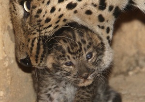 В Ялтинском зоопарке родился амурский леопард