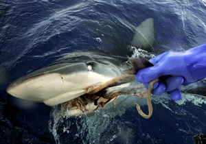 Пьяный турист случайно убил акулу в Шарм-эль-Шейхе