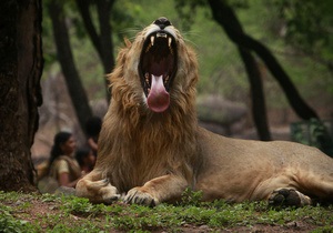 В Зимбабве на занимавшуюся сексом в лесу пару напал лев