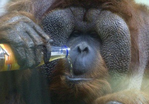Туристы вызывают у орангутангов сильный стресс - биологи