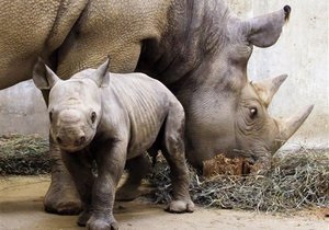 В США китайцев обвинили в контрабанде рогов черных носорогов