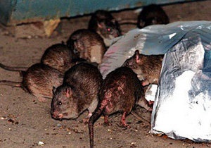 В Бельгии из квартиры выселили более 40 гигантских крыс