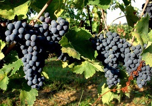 Вино Нобиле ди Монтепульчано  - благородное вино Тосканы