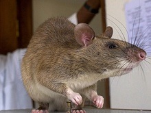В Индонезии найден новый вид гигантской крысы