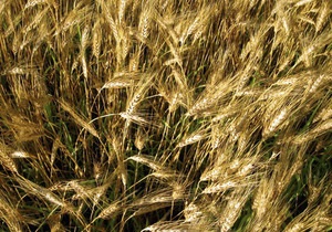 Янукович отменил пошлины на экспорт пшеницы и кукурузы
