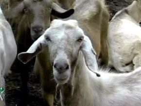 В Израиле козел  дает до трех стаканов молока в сутки
