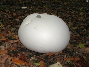 В России нашли гигантский гриб-дождевик