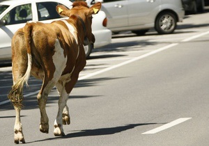 В Киевской области автомобиль врезался в стадо коров: погибли трое животных