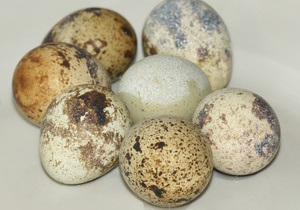 Перепелки выбирают для гнезда место, которое подходит под цвет скорлупы яиц