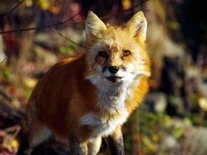 В России лиса напала на двух человек