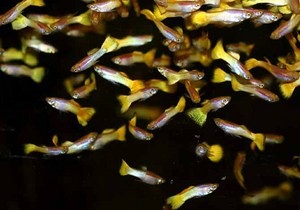 Плодовитость рыб зависит от размеров мозга - биологи