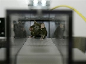 Лабораторной мыши исполнилось 100 лет
