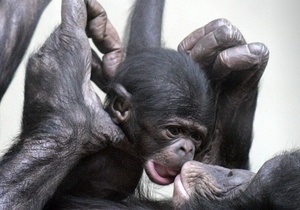 Ученым удалось расшифровать геном шимпанзе-бонобо